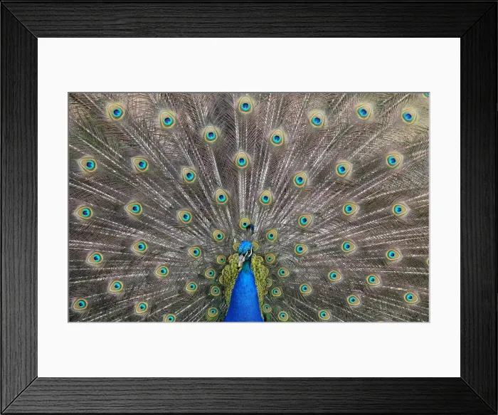Framed Print : A peacock displays his plumage as part of a courtship ritual to attract a mate Framed Print : A peacock displays his plumage as part of a courtship ritual to attract a mate