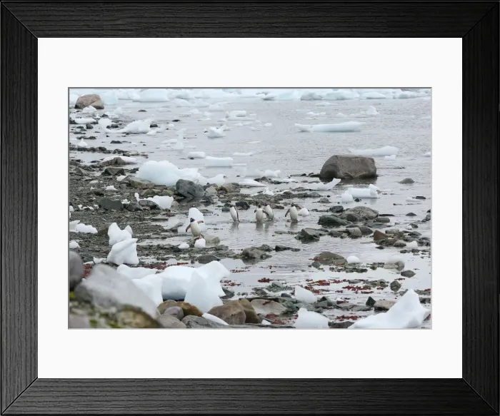 Framed Print : Penguins come ashore in Danco Island, Antarctica Framed Print : Penguins come ashore in Danco Island, Antarctica