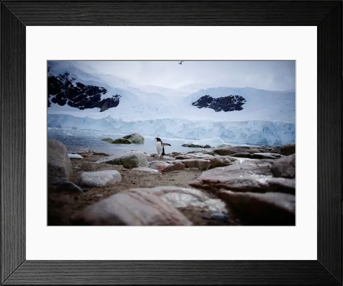 Framed Print : A penguin comes ashore in Neko Harbour, Antarctica Framed Print : A penguin comes ashore in Neko Harbour, Antarctica