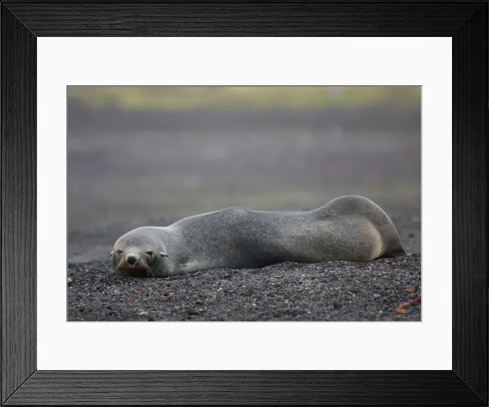 Framed Print : A seal rests on Deception Island, Antarctica Framed Print : A seal rests on Deception Island, Antarctica