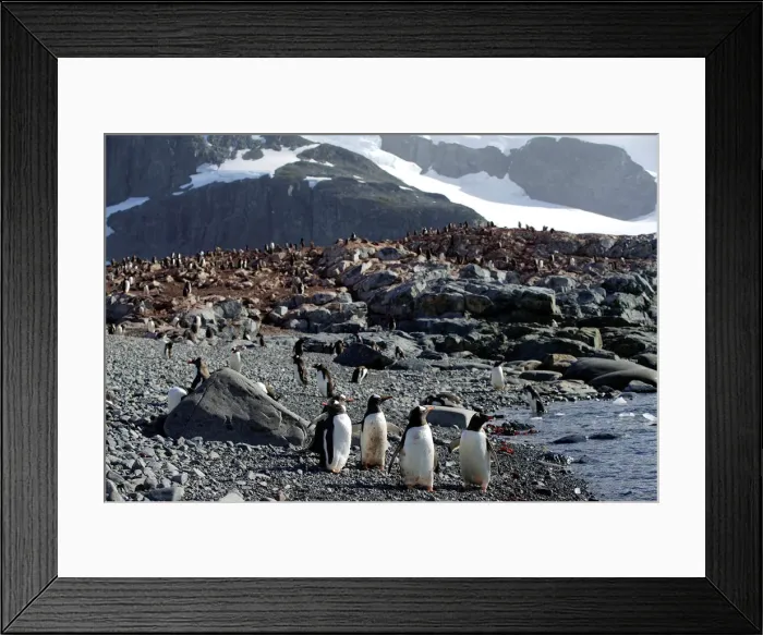 Framed Print : Penguins gather on Curverville Island, Antarctica Framed Print : Penguins gather on Curverville Island, Antarctica
