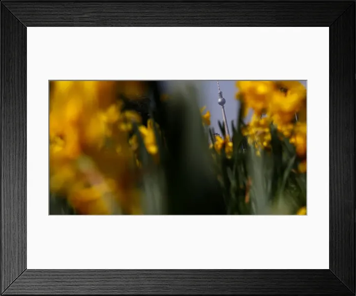 Framed Print : The television tower is seen through wild daffodil flowers in Berlin Framed Print : The television tower is seen through wild daffodil flowers in Berlin