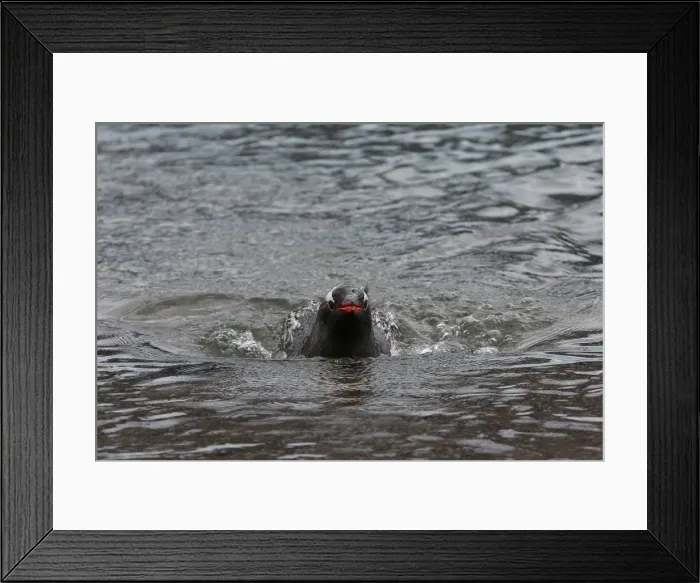 Framed Print : A penguin comes ashore in Neko Harbour, Antarctica