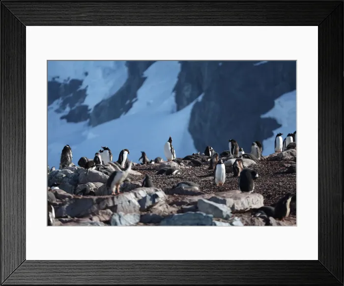 Framed Print : Penguins congregate on Curverville Island, Antarctica Framed Print : Penguins congregate on Curverville Island, Antarctica
