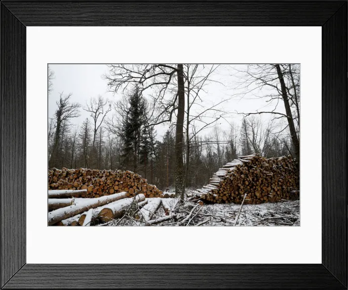 Framed Print : Logged trees are seen at one of the last primeval forests in Europe, Bialowieza forest Framed Print : Logged trees are seen at one of the last primeval forests in Europe, Bialowieza forest