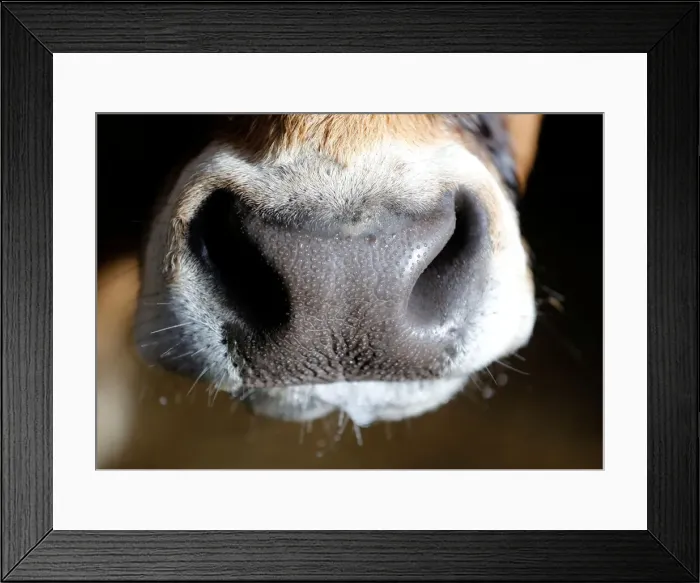 Framed Print : Snout of an Aubrac breed cow is pictured in a barn in Curieres Framed Print : Snout of an Aubrac breed cow is pictured in a barn in Curieres