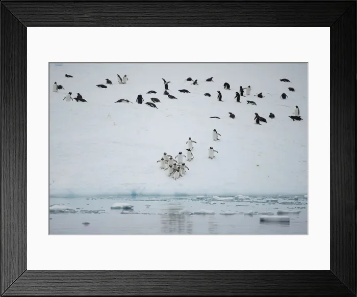 Framed Print : The Wider Image: Journey to Antarctica: seals, penguins and glacial beauty