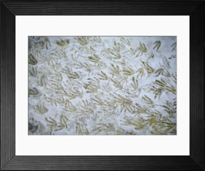 Framed Print : The Wider Image: Journey to Antarctica: seals, penguins and glacial beauty Framed Print : The Wider Image: Journey to Antarctica: seals, penguins and glacial beauty