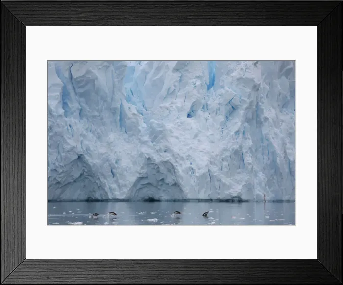 Framed Print : The Wider Image: Journey to Antarctica: seals, penguins and glacial beauty Framed Print : The Wider Image: Journey to Antarctica: seals, penguins and glacial beauty