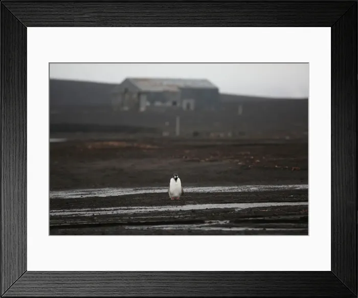 Framed Print : The Wider Image: Journey to Antarctica: seals, penguins and glacial beauty Framed Print : The Wider Image: Journey to Antarctica: seals, penguins and glacial beauty