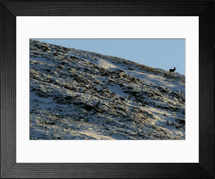 Framed Print : A deer looks down from the top of a snow covered hilltop near Braemar in the Scottish Framed Print : A deer looks down from the top of a snow covered hilltop near Braemar in the Scottish