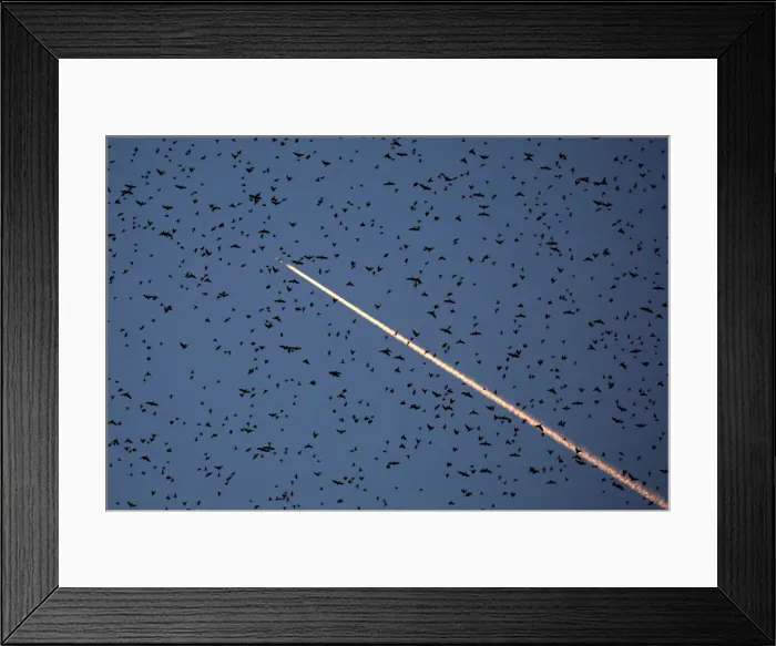 Framed Print : A flock of starlings fills the dusk sky over Rome