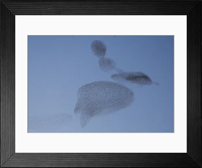 Framed Print : A flock of starlings fills the dusk sky over Rome