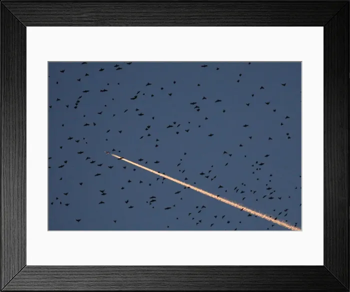 Framed Print : A flock of starlings fills the dusk sky over Rome Framed Print : A flock of starlings fills the dusk sky over Rome