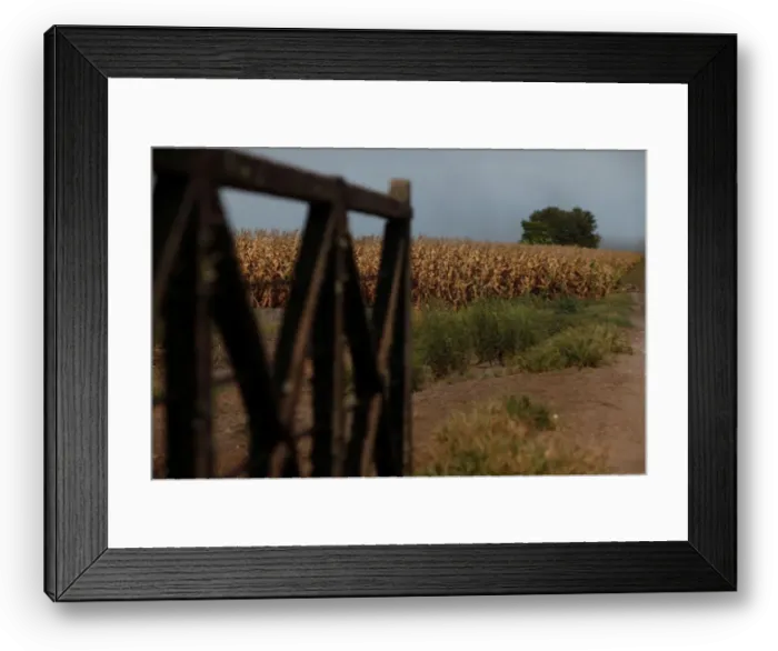 Framed Print : A corn field in a drought-affected farm is seen near Chivilcoy Framed Print : A corn field in a drought-affected farm is seen near Chivilcoy
