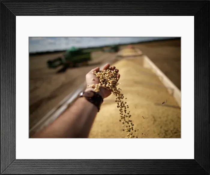Framed Print : A man holds grains during the opening ceremony of the Grain Harvest in Caseara Framed Print : A man holds grains during the opening ceremony of the Grain Harvest in Caseara