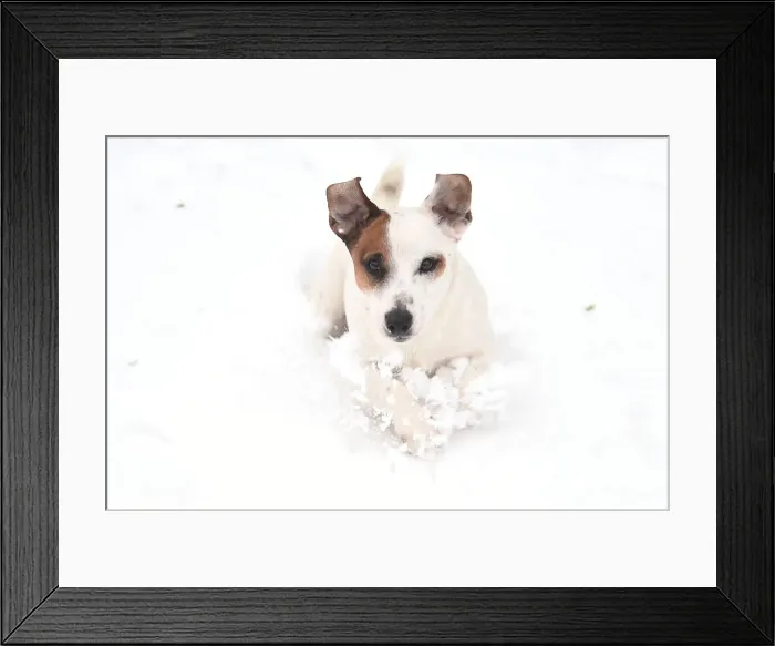 Framed Print : A Jack Russell terrier plays in the snow in Dublin Framed Print : A Jack Russell terrier plays in the snow in Dublin