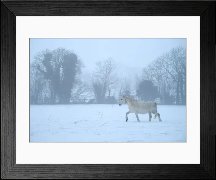 Framed Print : A horse is seen in a field with snow in Straffan Framed Print : A horse is seen in a field with snow in Straffan