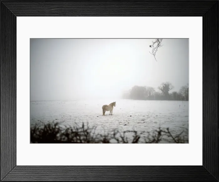 Framed Print : A horse is seen in a field with snow in Straffan Framed Print : A horse is seen in a field with snow in Straffan
