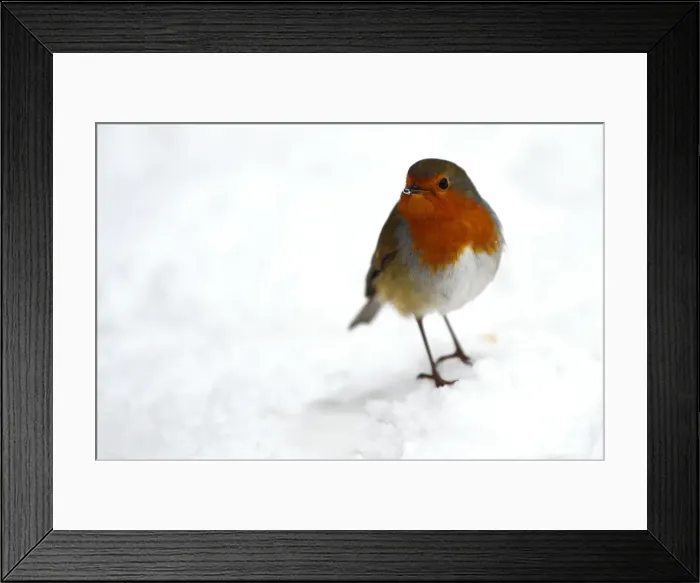 Framed Print : A Robin is seen with snow on its beak in Dublin Framed Print : A Robin is seen with snow on its beak in Dublin