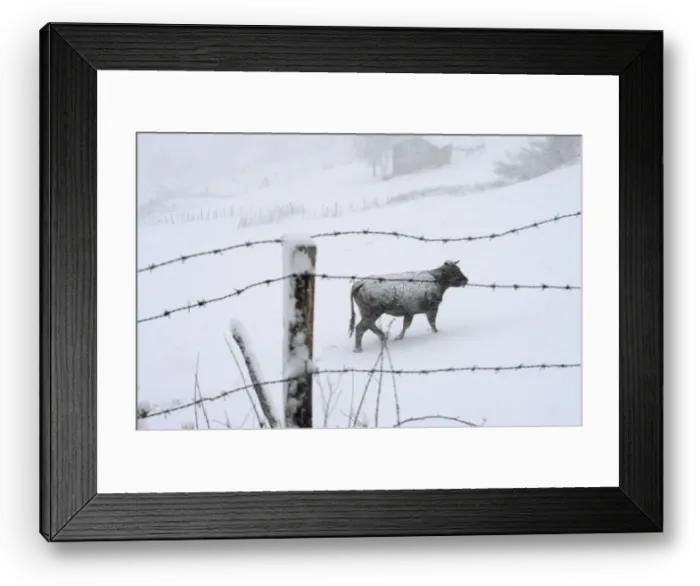 Framed Print : A cow walks during snow blizzard in Pajares Framed Print : A cow walks during snow blizzard in Pajares