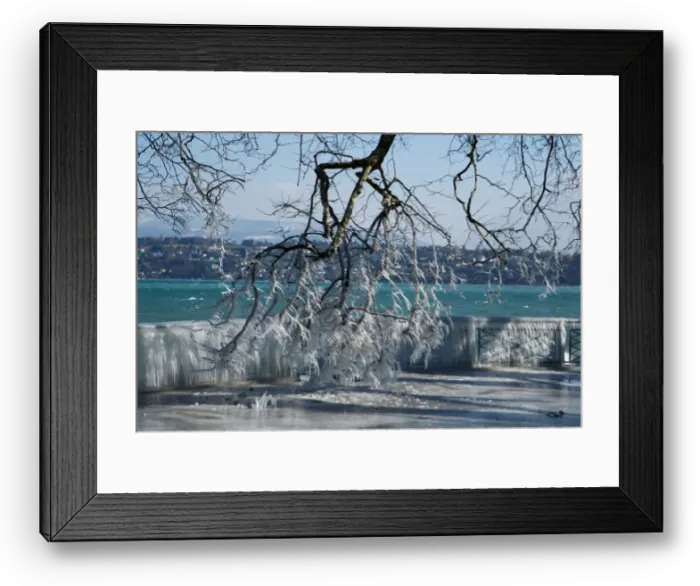 Framed Print : Ice is pictured on a barrier and a tree during a windy winter day near Lake Leman in Framed Print : Ice is pictured on a barrier and a tree during a windy winter day near Lake Leman in