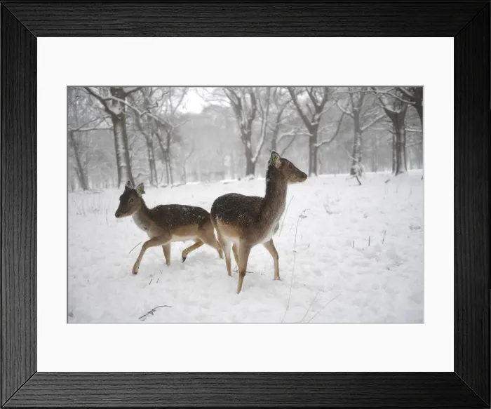 Framed Print : Deer are seen in woodlands during heavy snow in Dublin Framed Print : Deer are seen in woodlands during heavy snow in Dublin