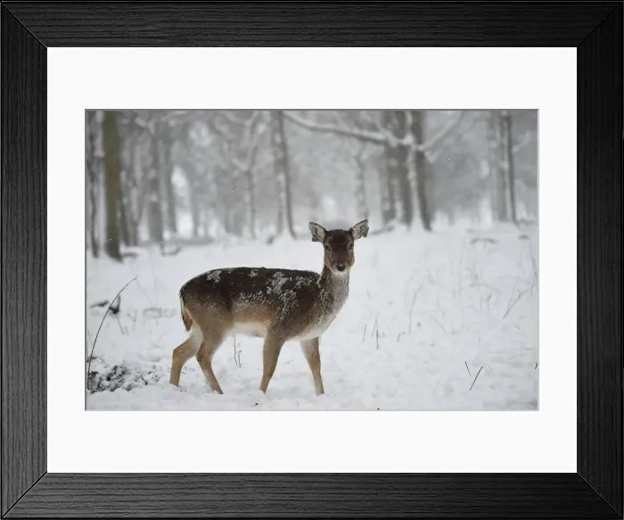 Framed Print : A deer is seen in woodlands during heavy snow in Dublin Framed Print : A deer is seen in woodlands during heavy snow in Dublin