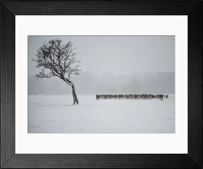 Framed Print : A herd of deer huddles together in woodlands during heavy snow in Dublin Framed Print : A herd of deer huddles together in woodlands during heavy snow in Dublin