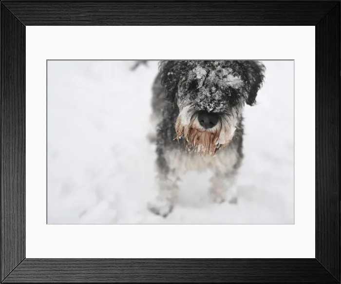 Framed Print : Ollie, a Schnauzer dog aged, 1 is seen with snow stuck to its fur in Dublin Framed Print : Ollie, a Schnauzer dog aged, 1 is seen with snow stuck to its fur in Dublin