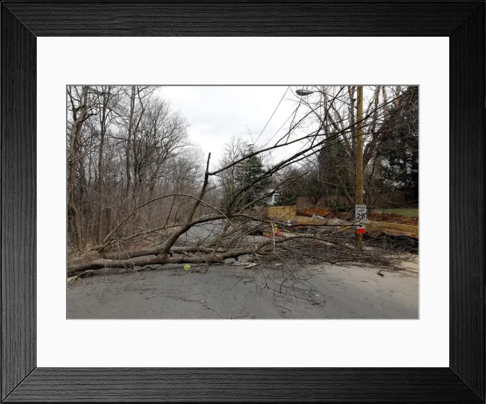 Framed Print : A fallen tree blocks a road on Rodman Street Framed Print : A fallen tree blocks a road on Rodman Street