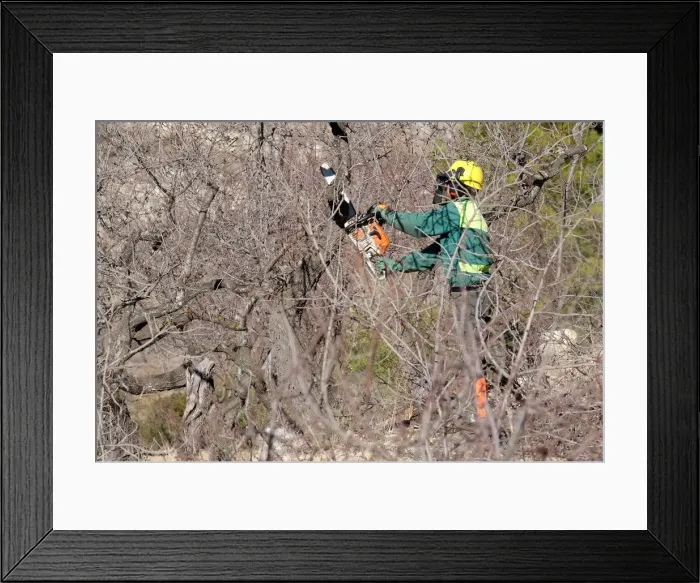 Framed Print : A worker cuts down almond trees in a quarantine area around a tree infected with Framed Print : A worker cuts down almond trees in a quarantine area around a tree infected with
