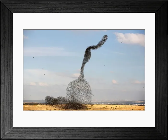 Framed Print : A murmuration of migrating starlings is seen across the sky near the village of Beit Kama Framed Print : A murmuration of migrating starlings is seen across the sky near the village of Beit Kama