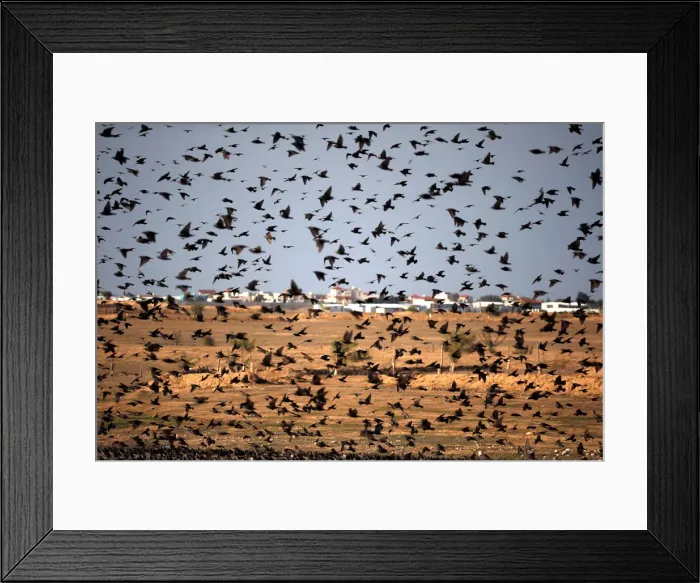 Framed Print : A murmuration of migrating starlings is seen across the sky near the village of Beit Kama
