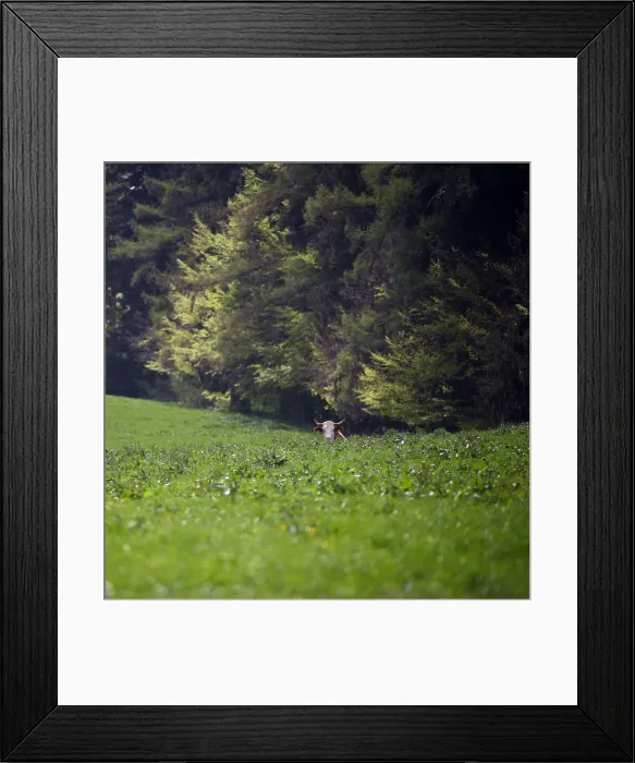 Framed Print : A cow stands on a field in Warngau Framed Print : A cow stands on a field in Warngau