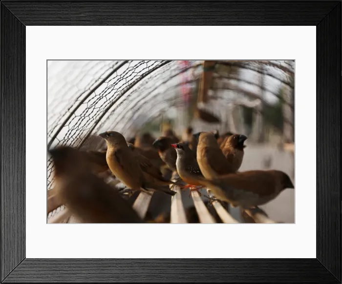 Framed Print : Birds are seen in a cage for sale in front of the Royal Palace in central Phnom Penh Framed Print : Birds are seen in a cage for sale in front of the Royal Palace in central Phnom Penh