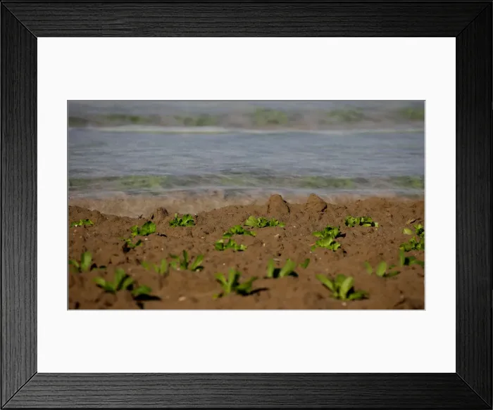 Framed Print : Little vegetables plants are seen next to a ground greenhouse in a field in Maccarese