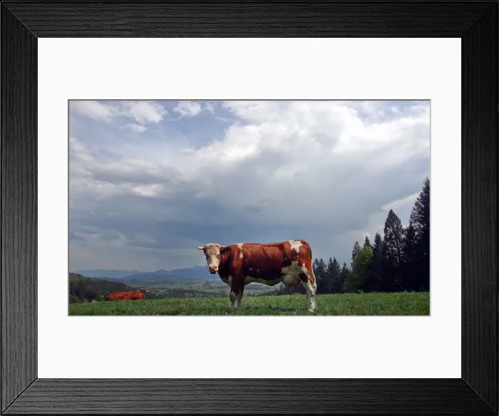 Framed Print : Cows stand on a field on top of the Taubenberg mountain near Warngau Framed Print : Cows stand on a field on top of the Taubenberg mountain near Warngau