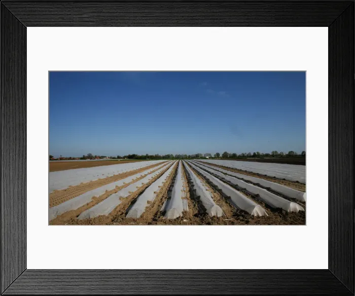 Framed Print : Low tunnels are seen in a field in Maccarese