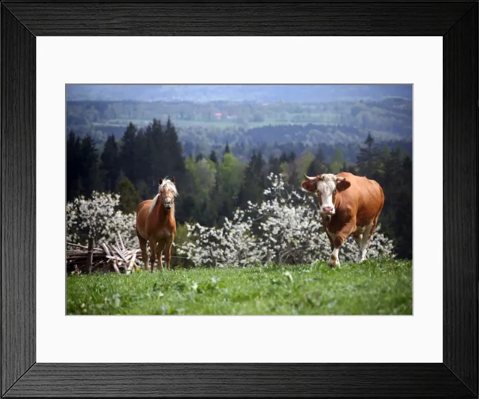 Framed Print : A cow and a horse stand on a field in Warngau