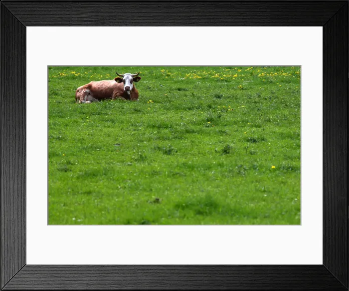 Framed Print : A cow lies on a field in Warngau Framed Print : A cow lies on a field in Warngau