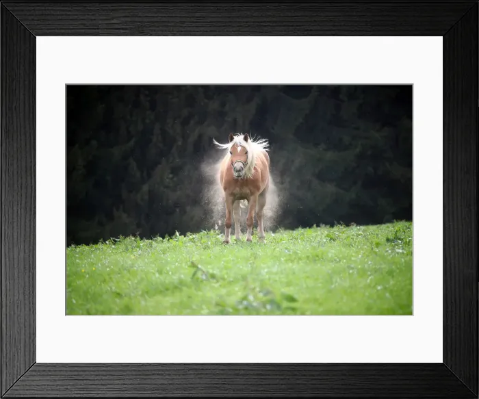 Framed Print : A horse stands on a field on top of the Taubenberg mountain near Warngau Framed Print : A horse stands on a field on top of the Taubenberg mountain near Warngau