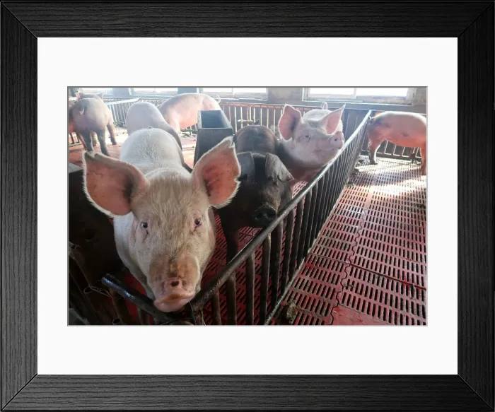 Framed Print : Pigs are seen on a family farm in Xiaoxinzhuang village, Hebei Framed Print : Pigs are seen on a family farm in Xiaoxinzhuang village, Hebei