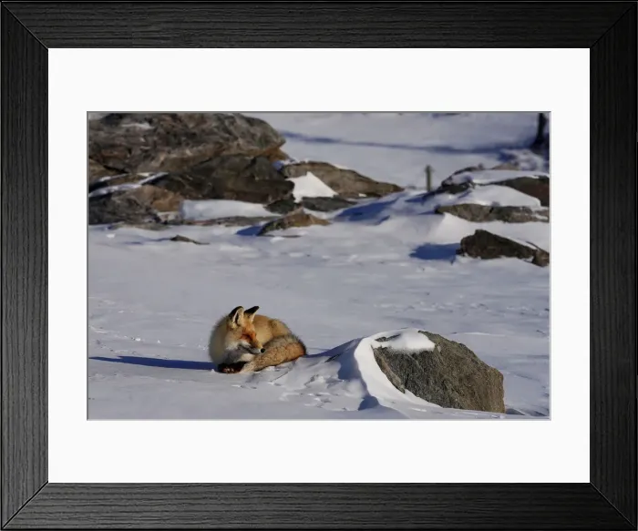Framed Print : The Wider Image: Skiings origins in Chinas remote west