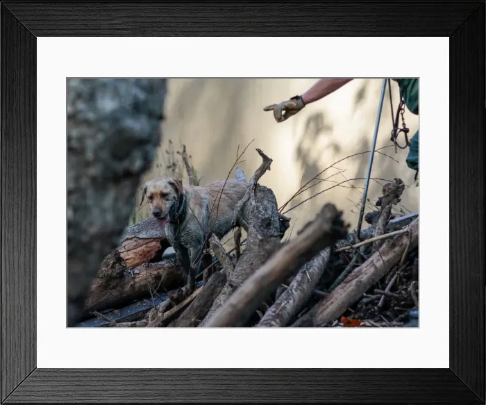 Framed Print : A search and rescue dog is guided through properties after a mudslide in Montecito Framed Print : A search and rescue dog is guided through properties after a mudslide in Montecito
