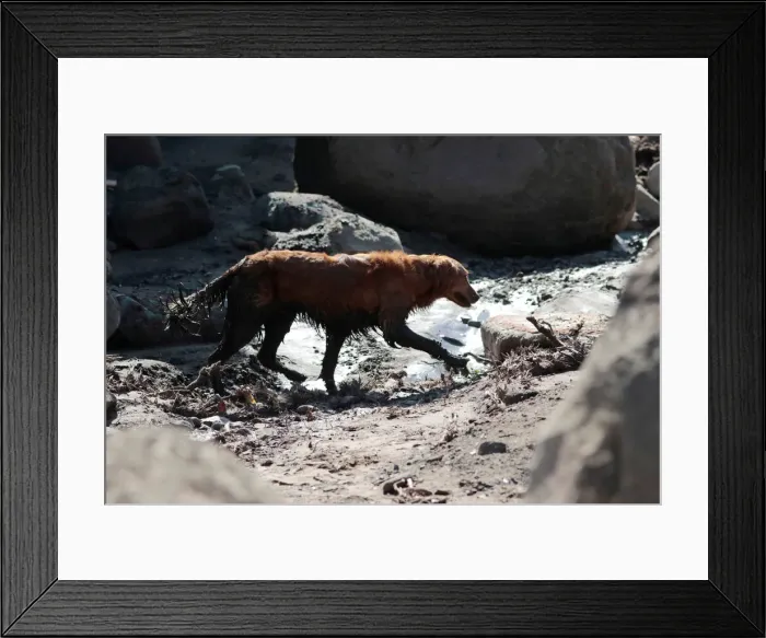 Framed Print : A search and rescue dog is guided through properties after a mudslide in Montecito Framed Print : A search and rescue dog is guided through properties after a mudslide in Montecito