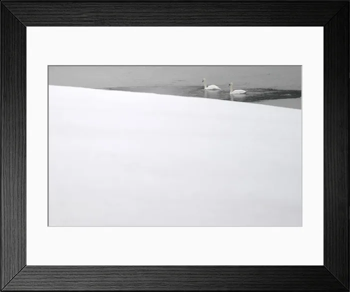 Framed Print : Swans swim in a thawed out section of a frozen lake near the County Kildare town of Framed Print : Swans swim in a thawed out section of a frozen lake near the County Kildare town of