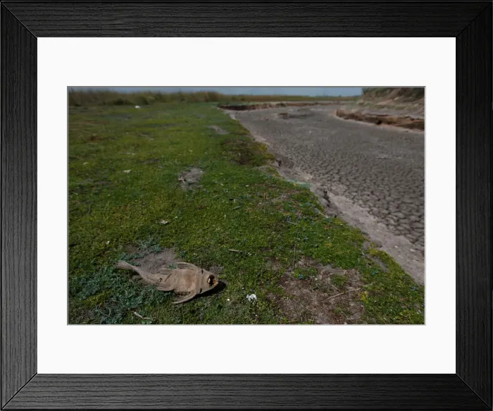 Framed Print : Dead fish is seen at dried-up creek bed in a drought-affected area near Chivilcoy