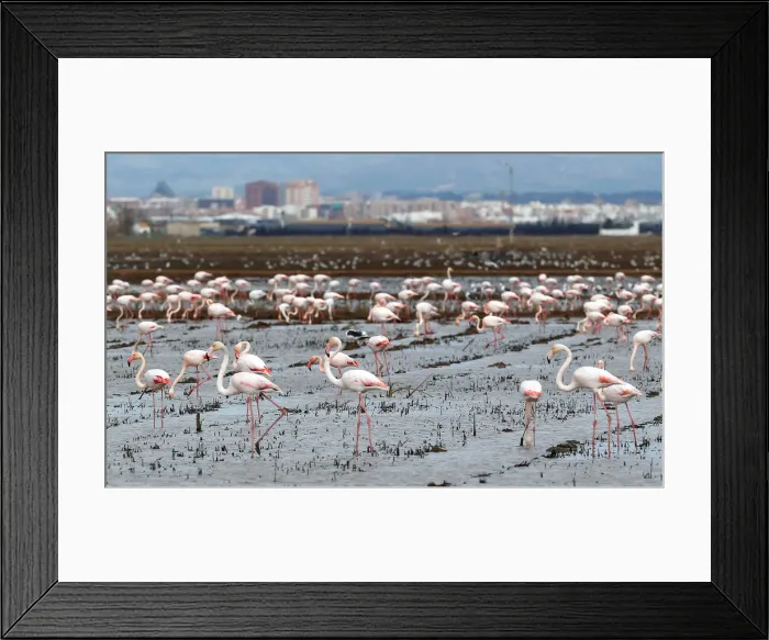 Framed Print : Flamingos search for food at the Albufera Natural Park in Valencia