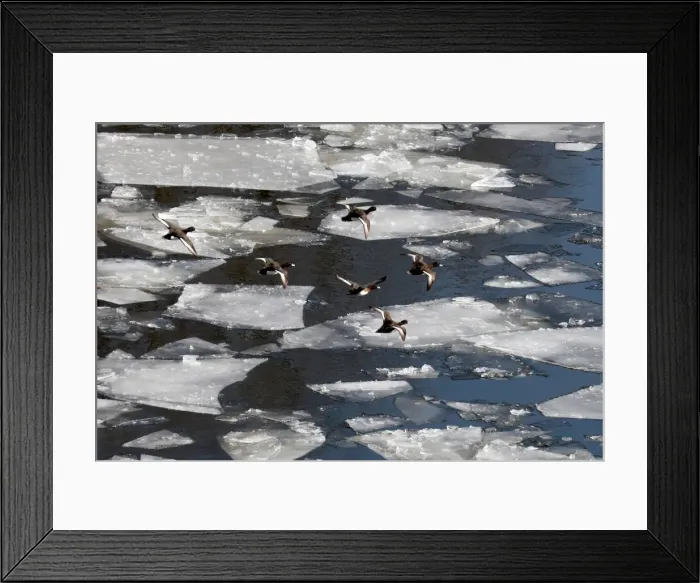 Framed Print : Ice is seen on the river Spree in Berlin